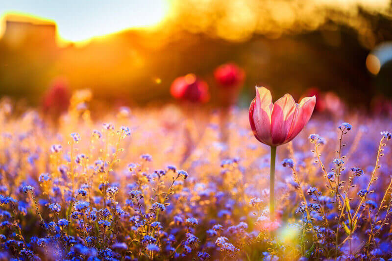 veld met wilde bloemen